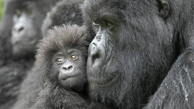 Primates face mass extinction by mid-century, scientists ...