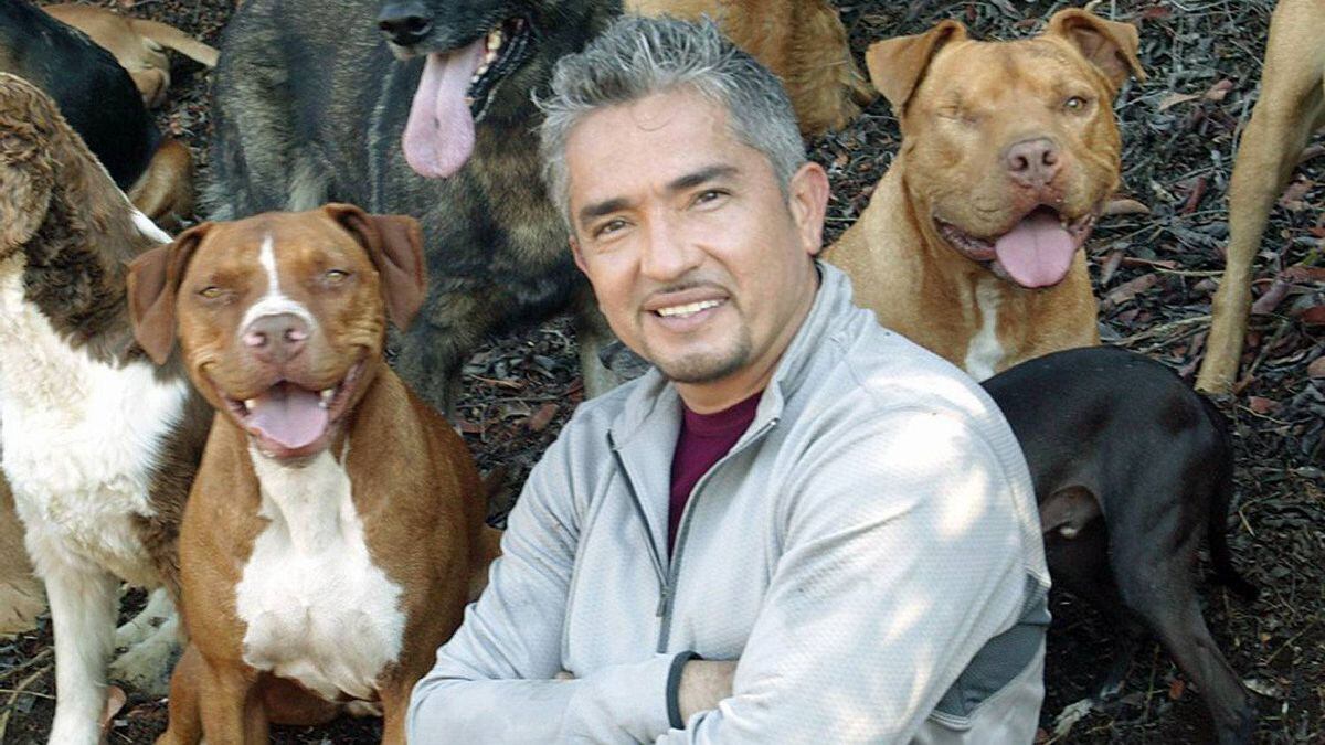 Ontario bans Dog Whisperer's pet pooch The Globe and Mail
